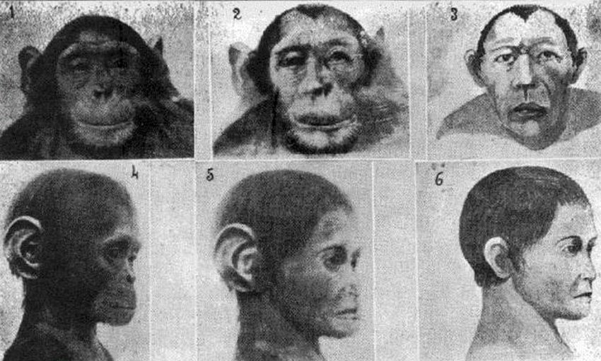 طرح عجیب استالین؛ لشکر انسان‌های میمون‌نما
